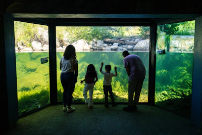 A family gathers at the Stream Profile Chamber at Taylor Creek Visitor Center, watching native fish and aquatic life through an underwater window into Lake Tahoe's living ecosystem.