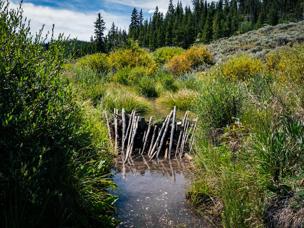 man made beaver dam in a wet meadow
