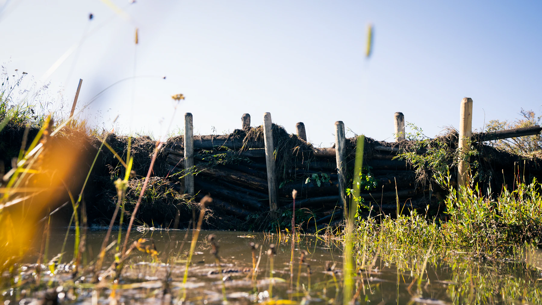 beaver dam analog along Soda Creek