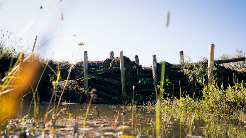 beaver dam analog along Soda Creek