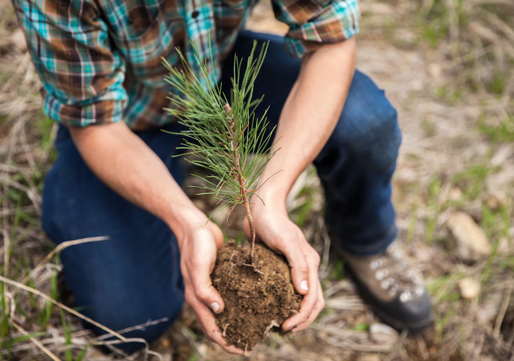 NFF Tree Planting DG Creative 52 1