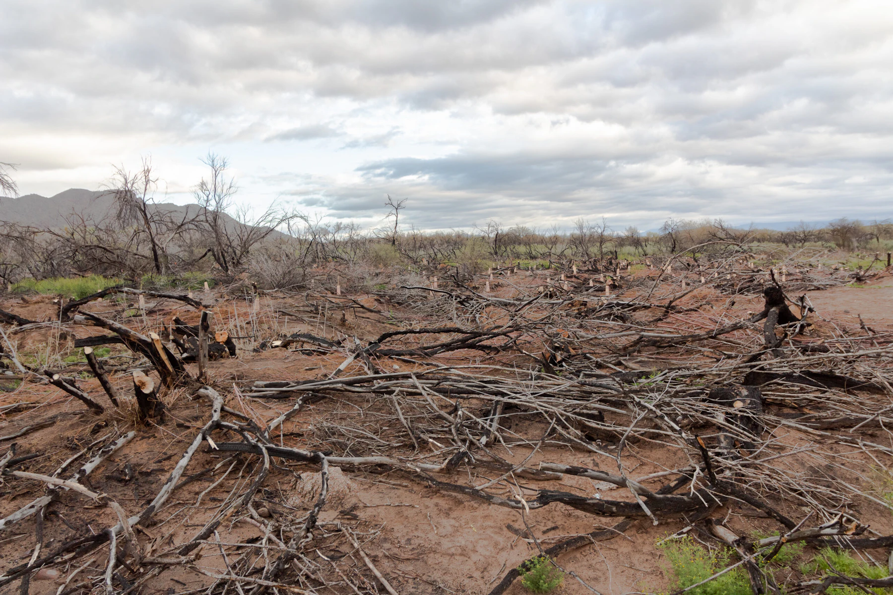 Nff Salt River 022019 1