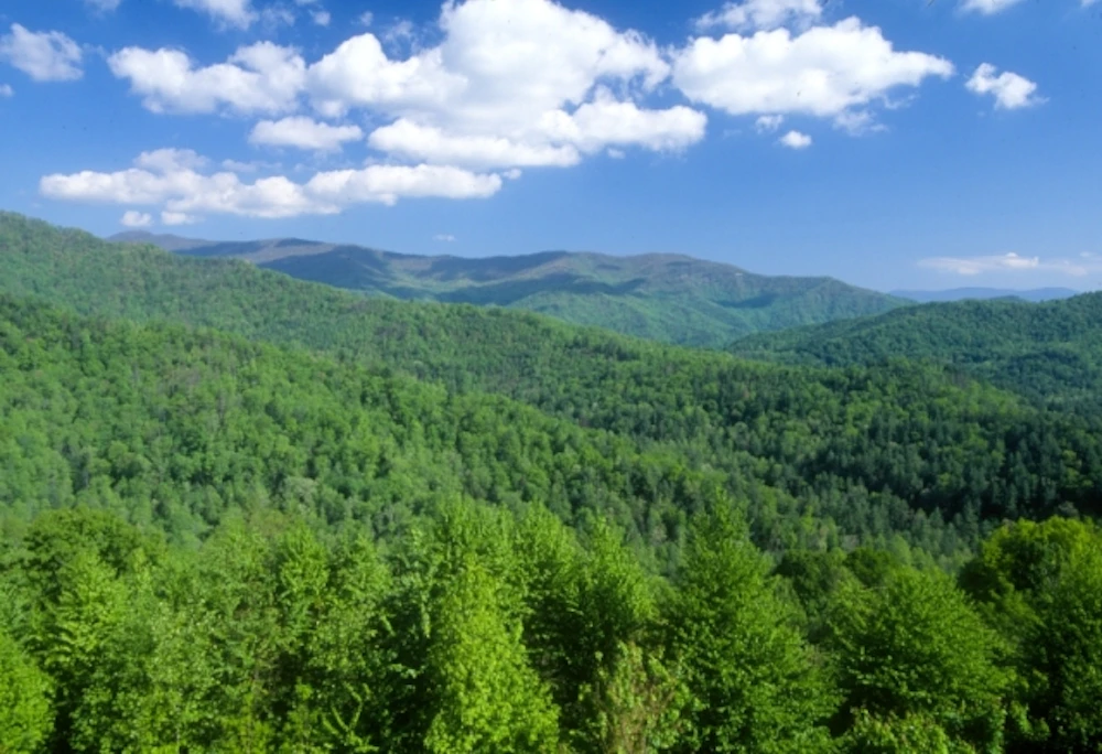 aerial view of trees in a forest