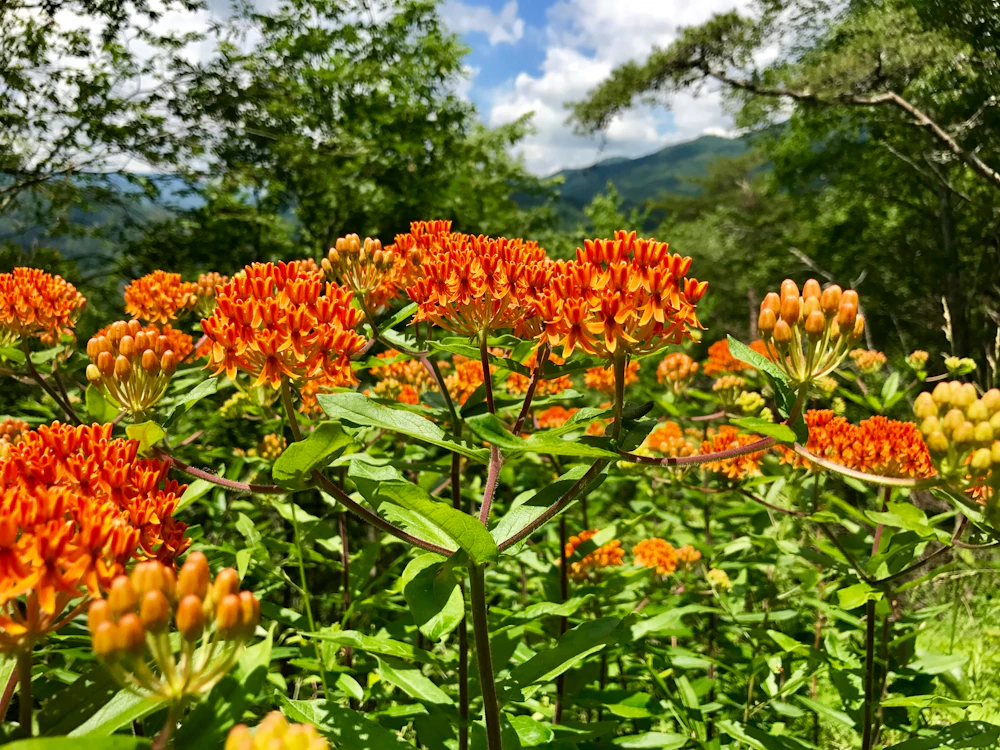 Nantahala NF Valeric Pruc
