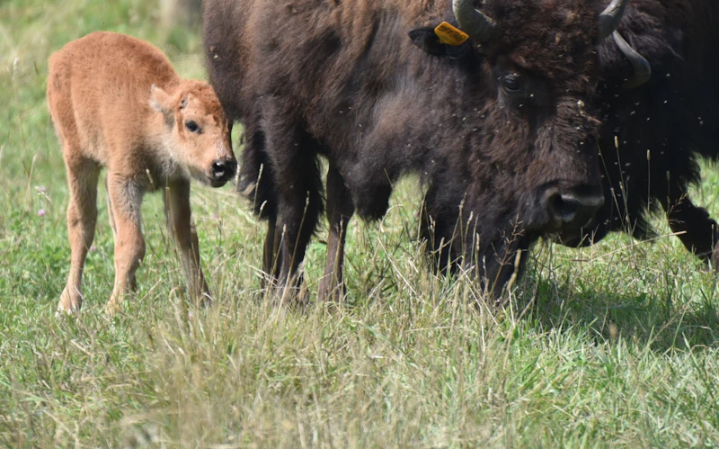 New Bison Calf At Midewin Photo By Usda Midewin Staff