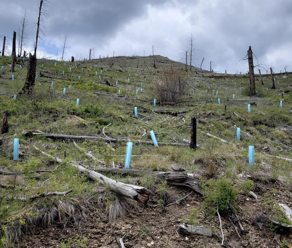 Newly Planted Seedlings With Shade Tubes Installed In Unit 9 2