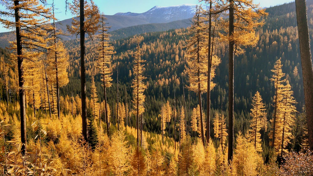Nez Perce Clearwater NF Elk Meadows Rd USFS