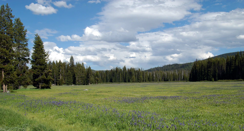 Nez Perce Clearwater NF Lolo Pass USFS