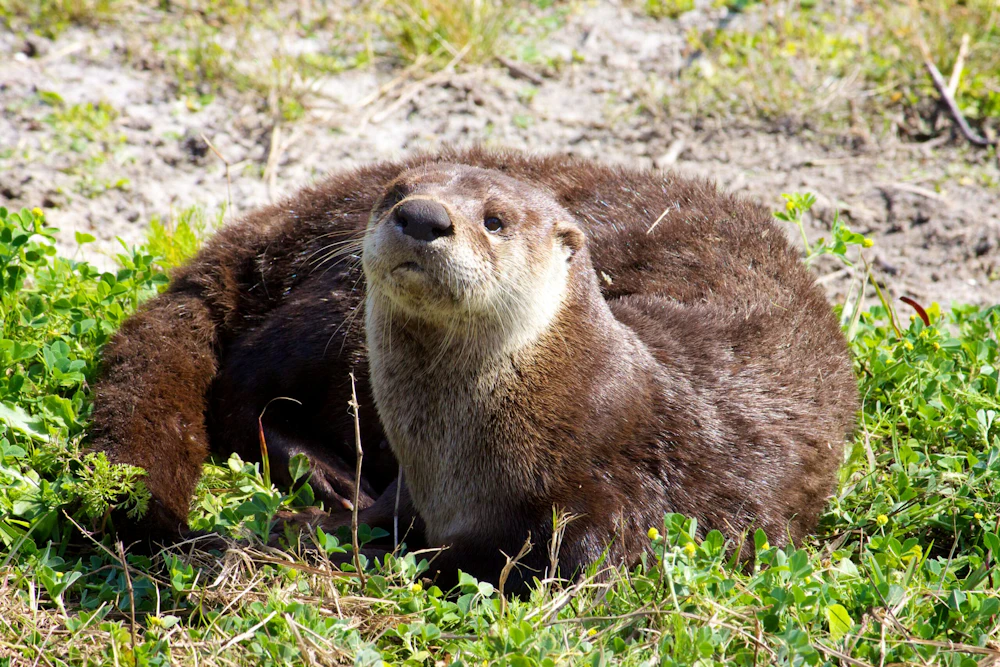 otter on grass