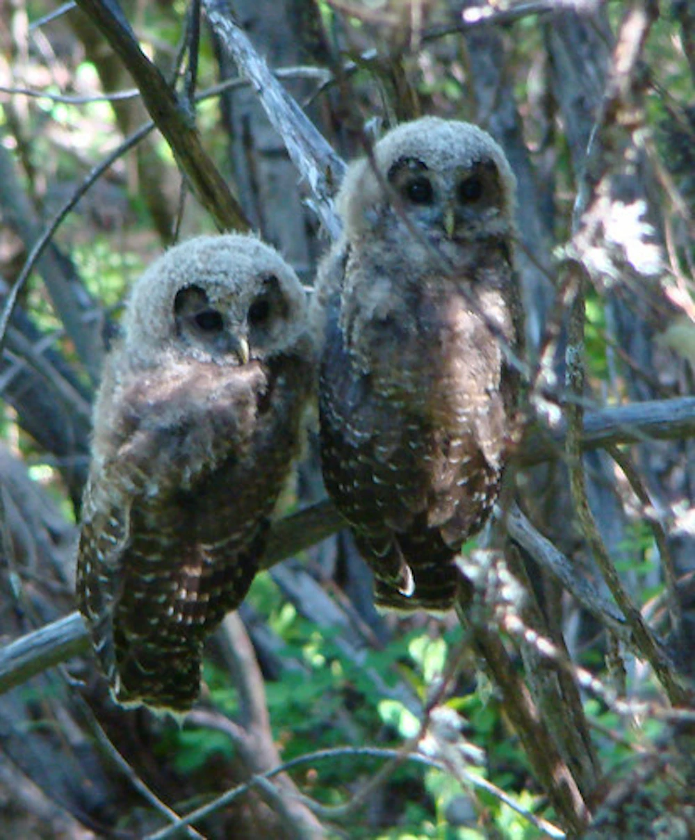 Northern Spotted Owls fledlings Photo by David Topolewski USFWS