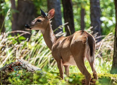 White-tailed deer.