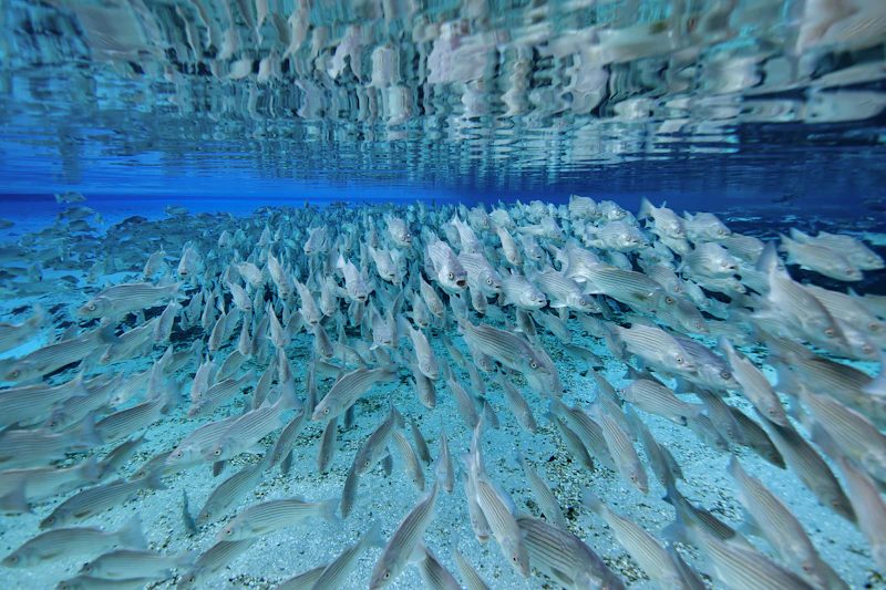 School of fish.