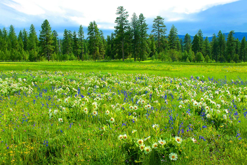 Wildflower field.