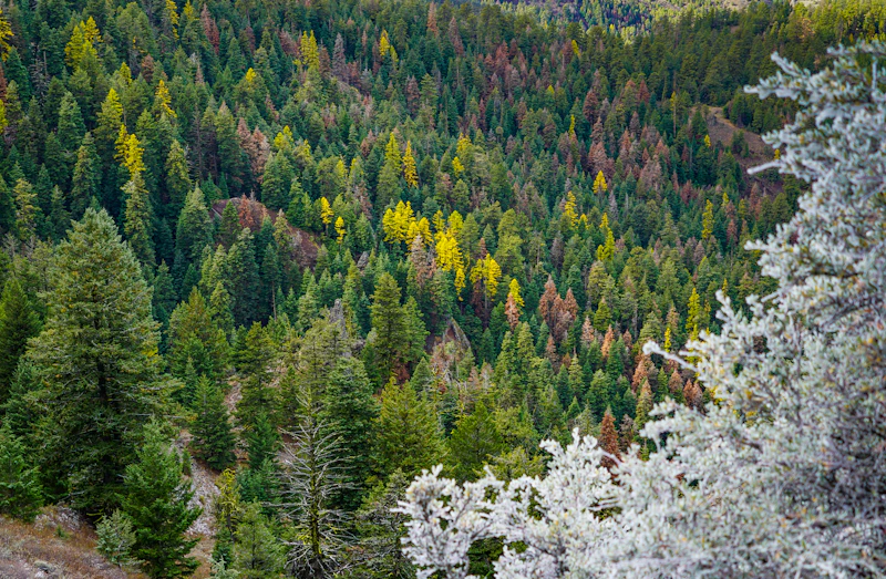 Golden larch in a green forest.