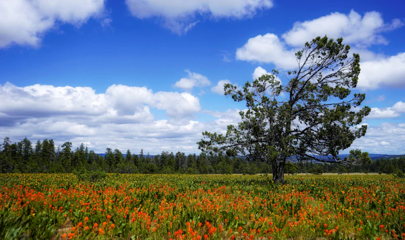 Wildflowers.