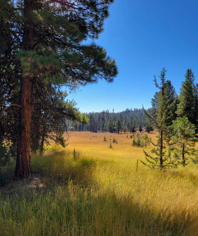 Open meadow in autumn.