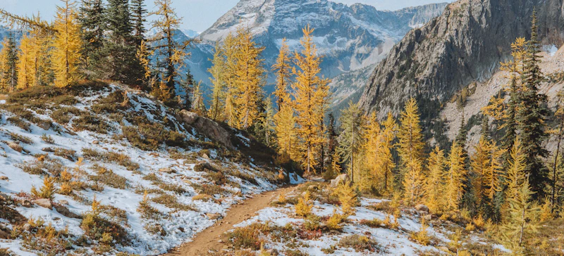 Golden larch in the fall.