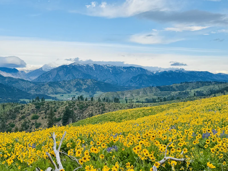 Golden wildflowers cover an alpine meadow.