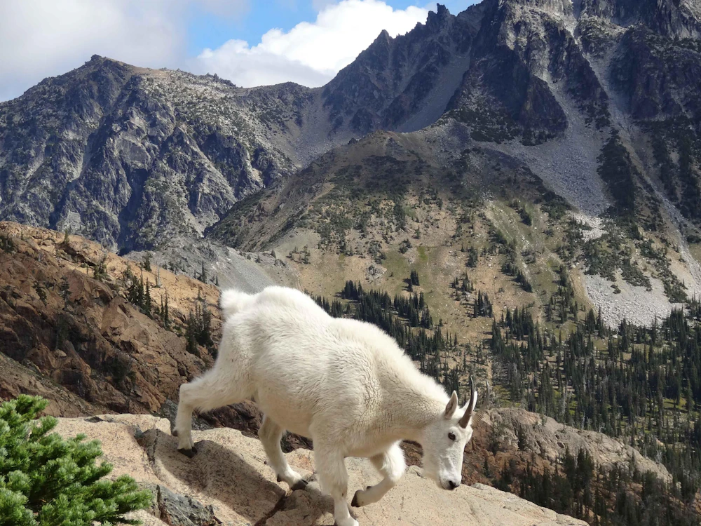 Okanogan-Wenatchee Alpine-Lakes-Wilderness Traute-Parrie