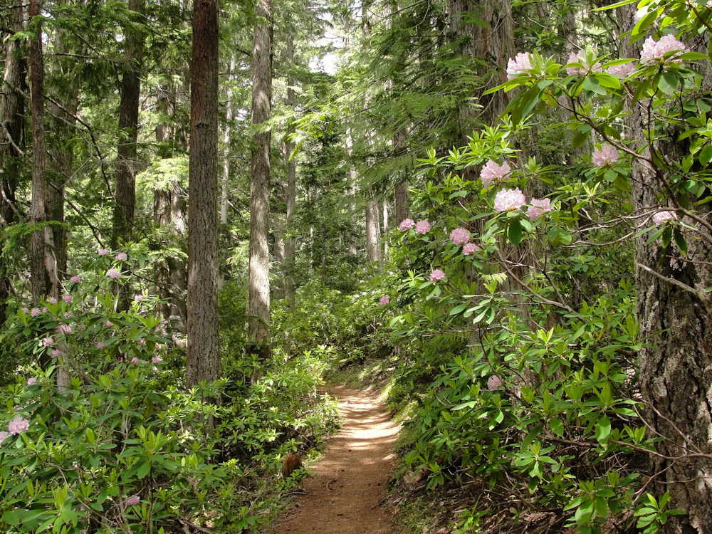 a dirt path in a lush green forest