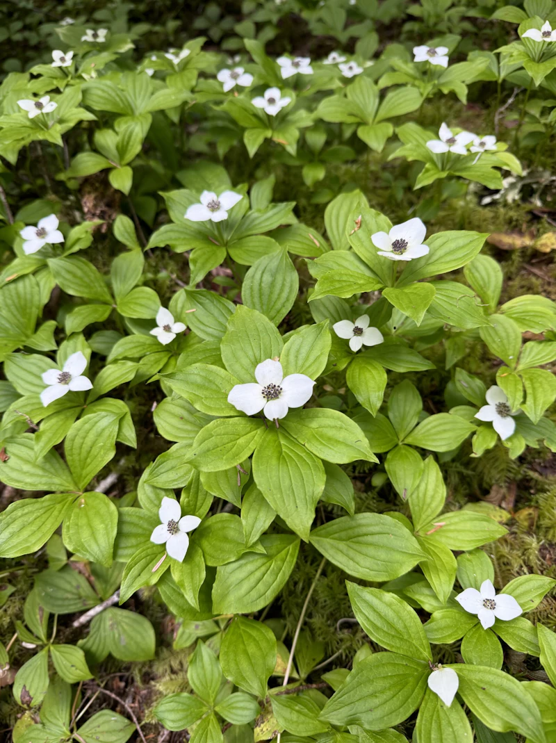 Forest floor covered in wildflowers.