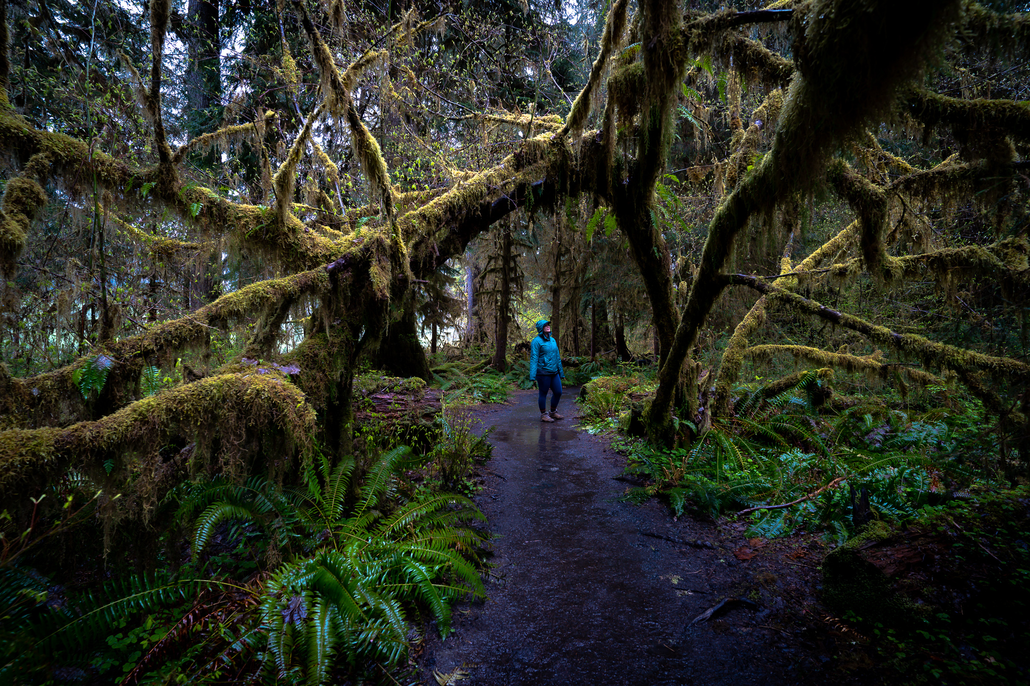 Hiker in the rain under moss-covered branches.
