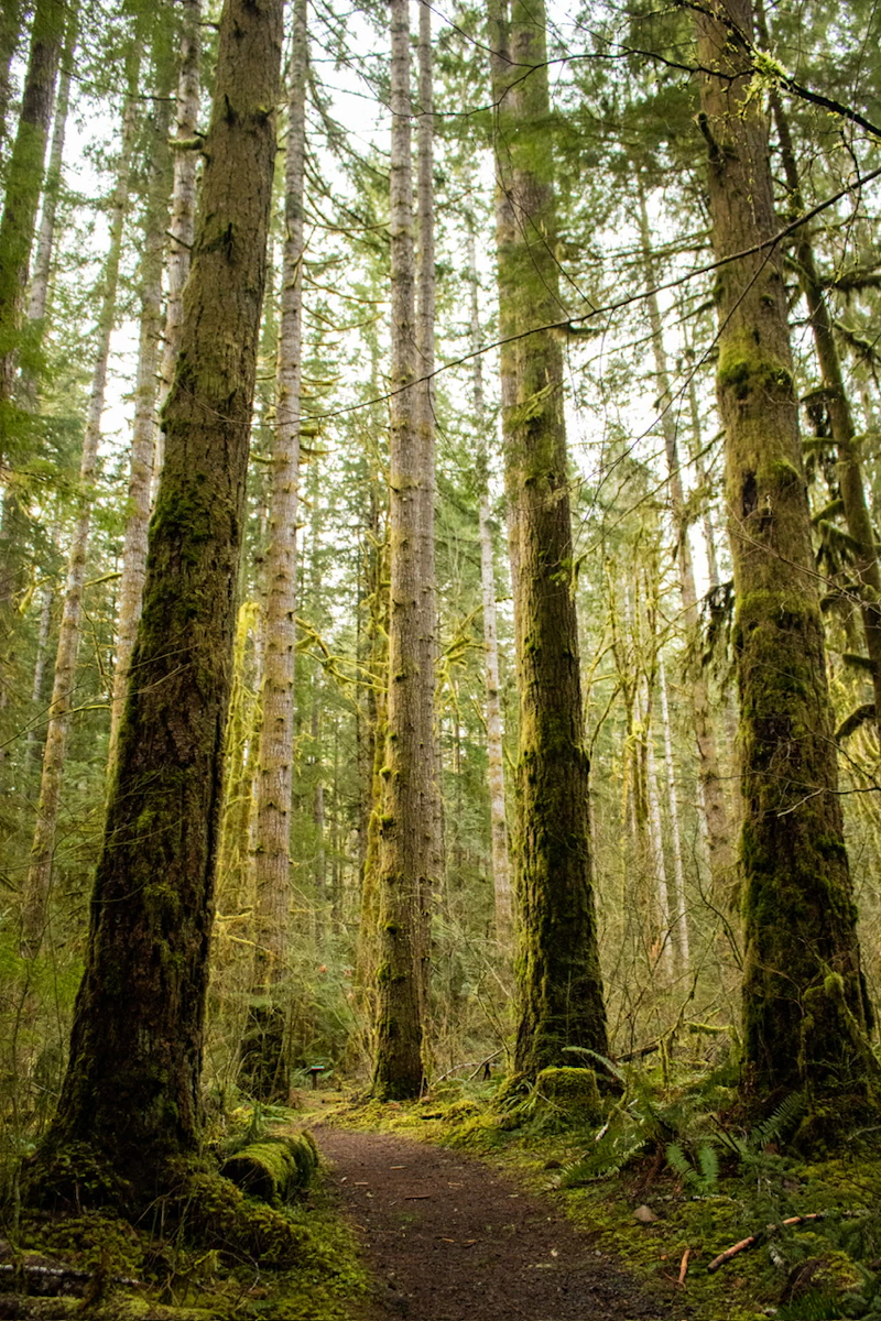 Trail through towering, moss-covered trees.