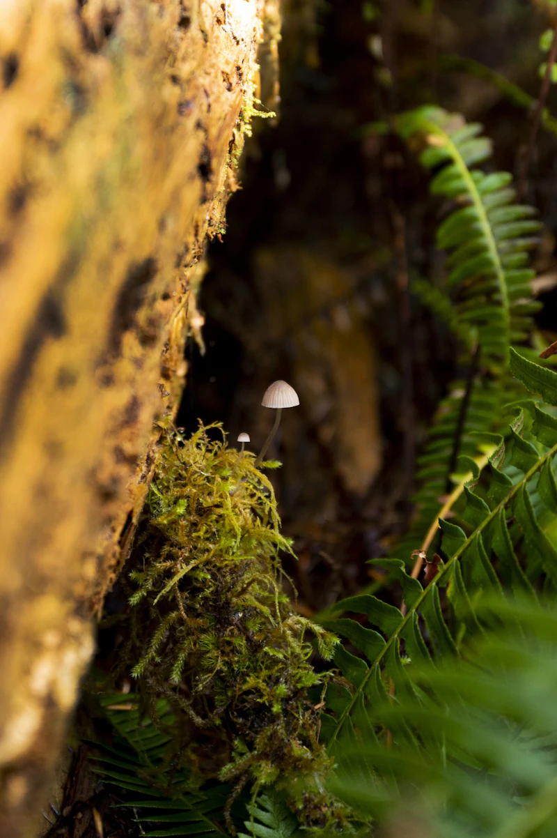 Mushroom buds hanging out along the Quinalt Loop trail.