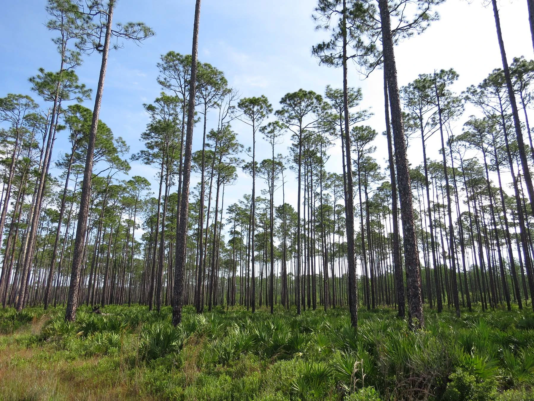 Osceola Nf Usfs Debra Stucki