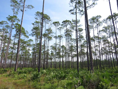 Osceola Nf Usfs Debra Stucki