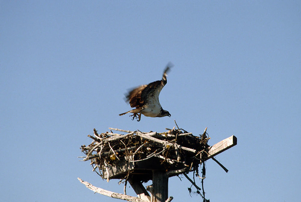 Osprey Usfs