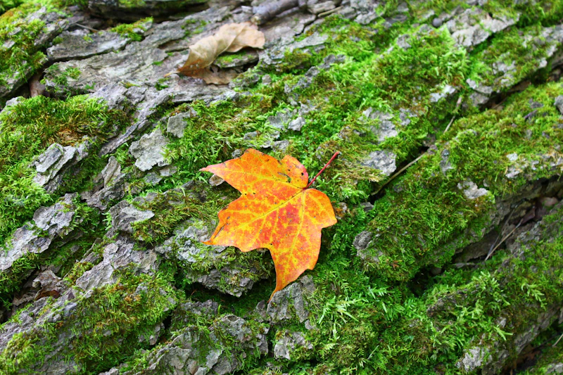 Fall in the Northwoods.