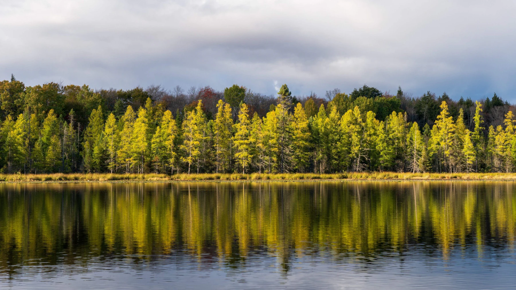 Trees line a lake shore and are reflected in the water.