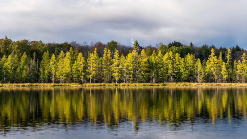 Trees line a lake shore and are reflected in the water.