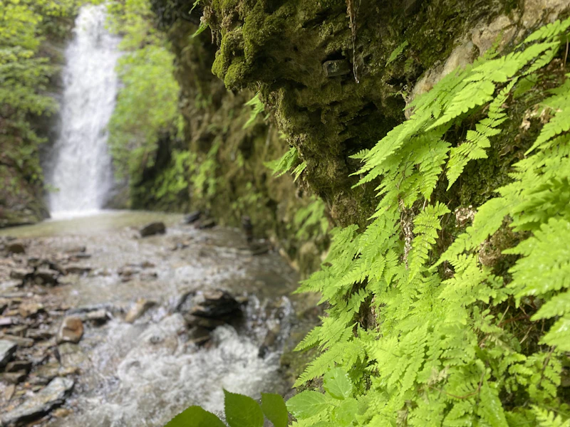 Ferns grow near a waterfall.