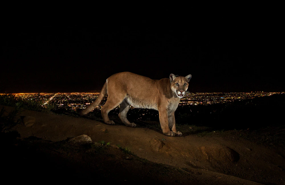 P22 LA Skyline Credit Steve Winter