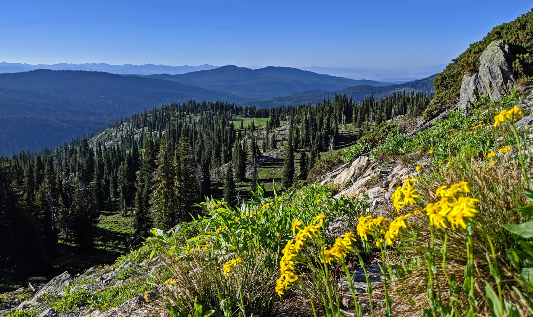 Wildflowers.
