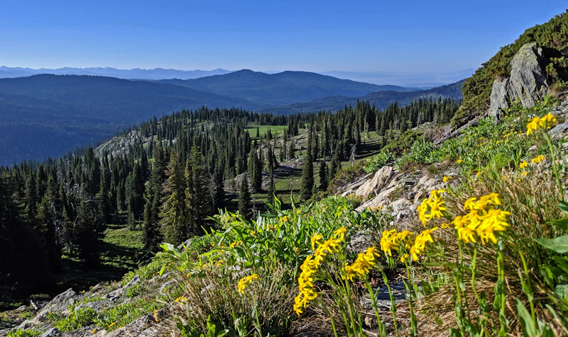 Wildflowers.
