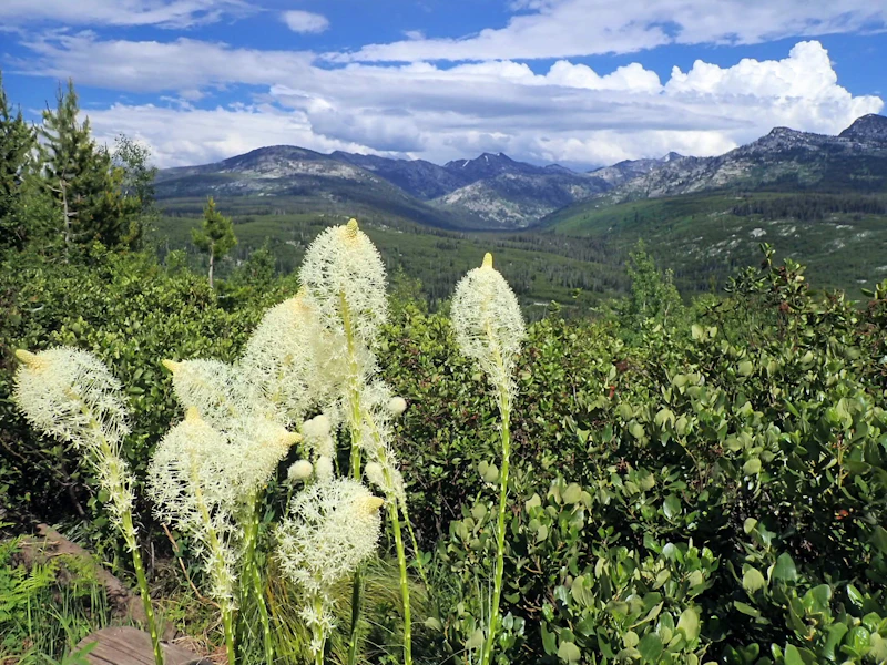 Beargrass.