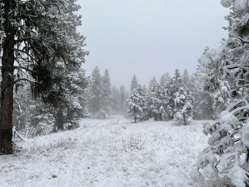 Snowy forest.