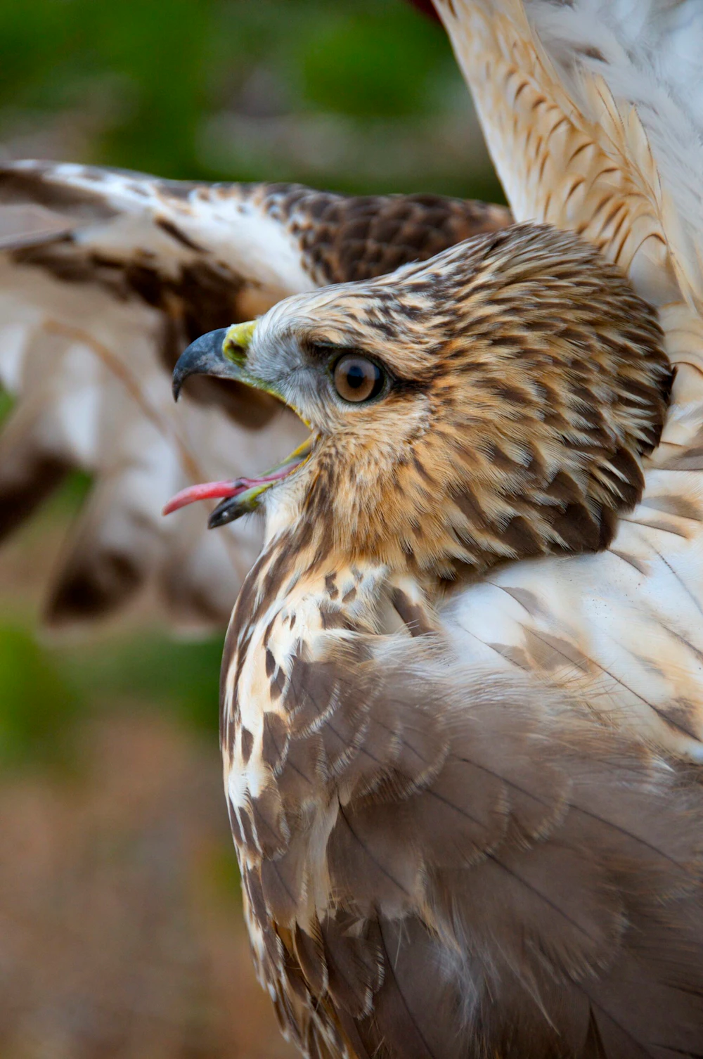 Photo-1-20151006-A-Rough-Legged-Hawk-Prepares-for-Takeoff-by-Natalie-Kuehler