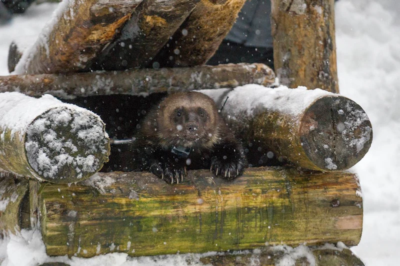 Photo-1-Wolverine-Emerging-from-Trap-photo-courtesy-of-Forest-Service-Zach-Winters
