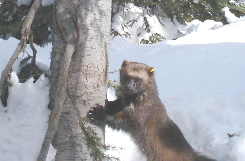 Photo-2-Wolverine-Leaning-Against-Tree-in-Snow-photo-courtesy-of-Forest-Service