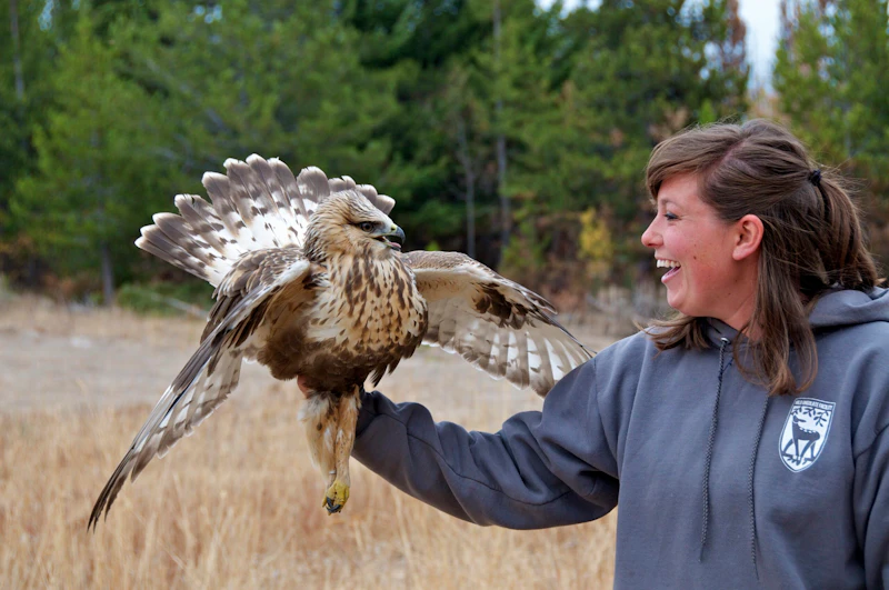 Photo-3-20151006-A-Volunteer-Wildlife-Biologist-Said-Releasing-this-Rougth-Legged-Hawk-Made-her-Life-by-Natalie-Kuehler