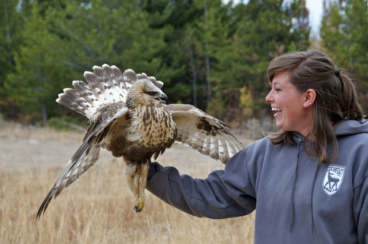 Climbing Raptors Counting Raptors Flying High in the Sky Over the Okanogan-Wenatchee ...