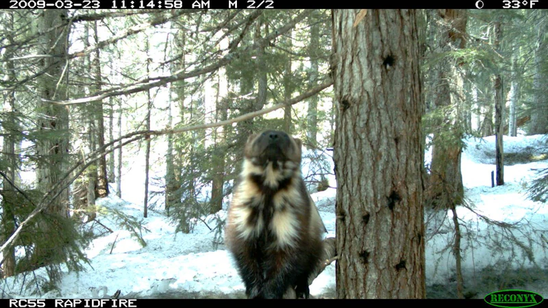 Photo-3-Wolverine-Chest-Markings-photo-courtesy-of-Forest-Service