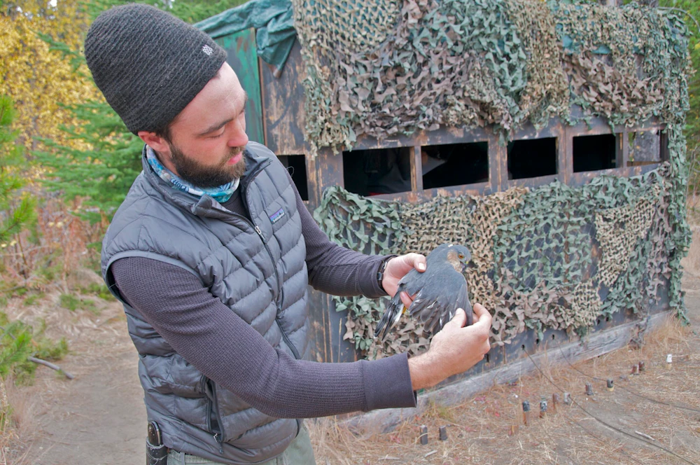 Photo-4-20151006-A-Volunteer-Wildlife-Biologist-Explains-a-Sharp-Shinned-Hawks-Wing-Structure-to-a-Recent-Group-of-Visitors-by-Natalie-Kuehler