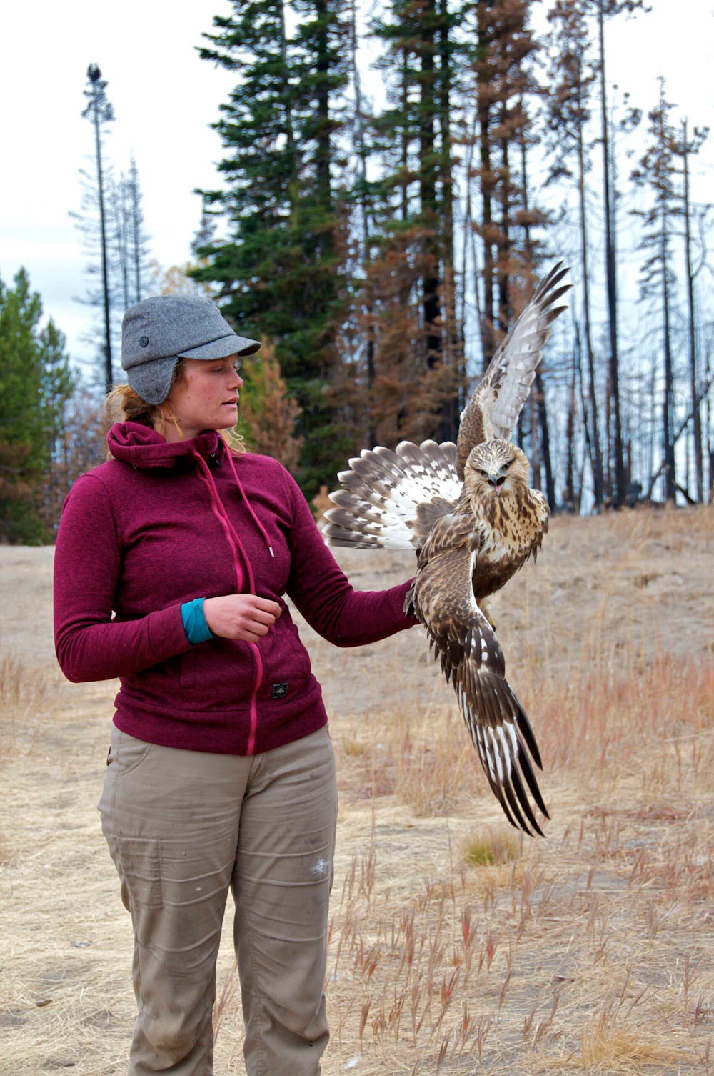 Photo-5-20151006-A-Volunteer-Wildlife-Biologist-Examines-a-Female-Rough-Legged-Hawk-by-Natalie-Kuehler