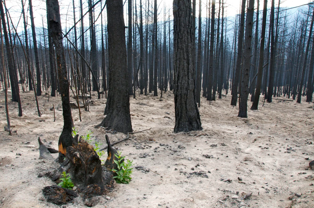 Photo-7-20151006-New-Tree-Shoots-are-Already-Appearing-in-Areas-of-Black-Canyon-Burned-this-Year-by-Natalie-Kuehler