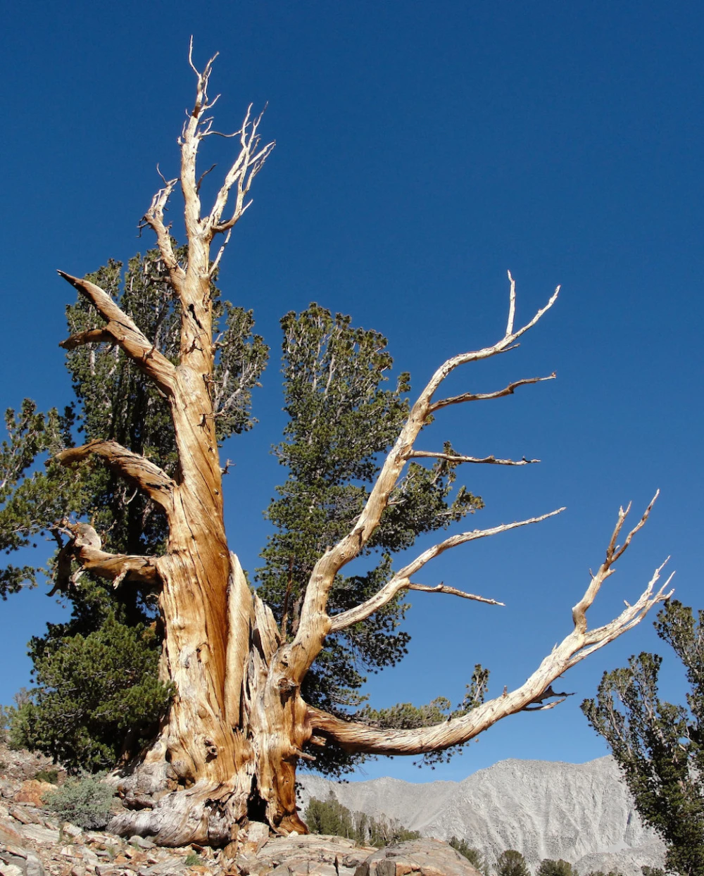 Pinus albicaulis McGee Pass Inyo-NF Miguel-Vieira